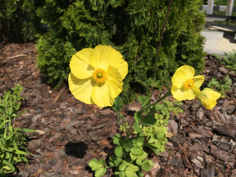 694C4C5B-12E8-4A73-8577-32B22B81921F - GRADINA 2019