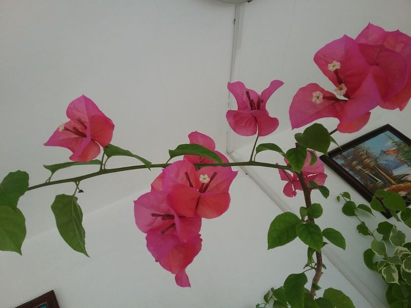  - Bougainvillea