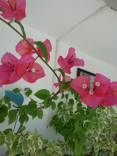  - Bougainvillea