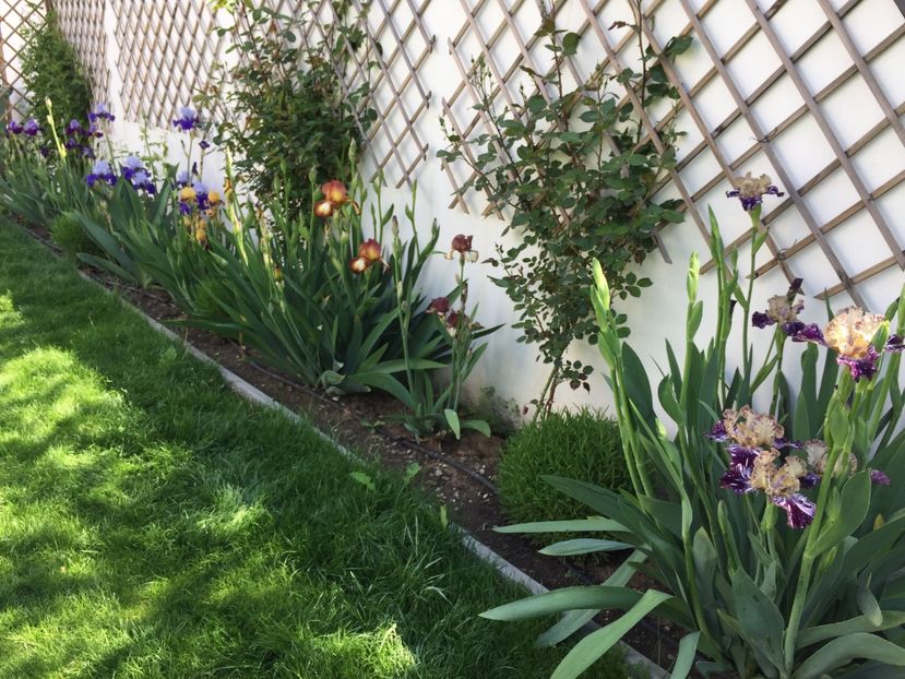 5699A63C-0A6F-43D8-B927-B2FD6C23826E - GRADINA 2019