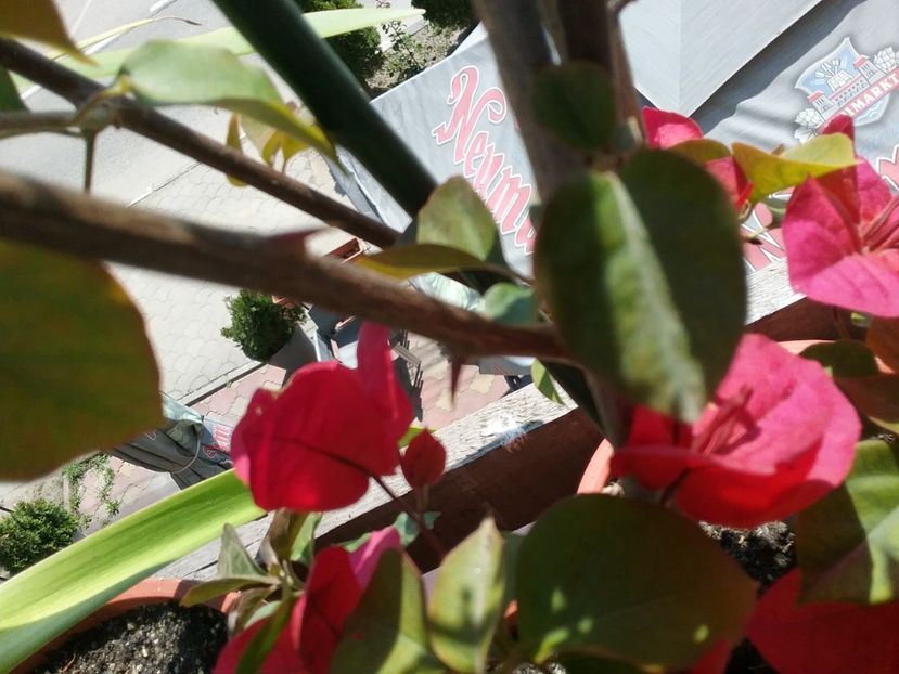  - Bougainvillea