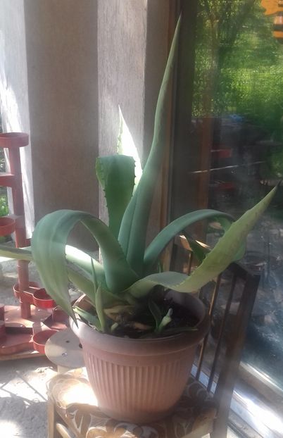 3 Agava americana simpla 150 lei - De vanzare