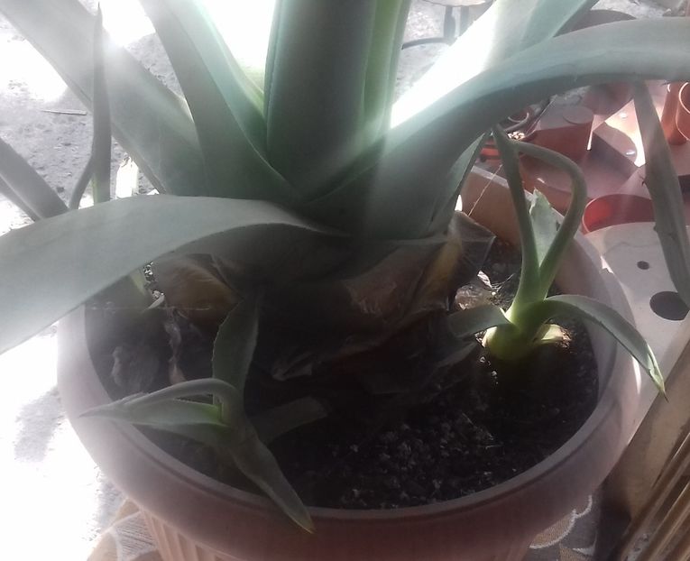 4 Agava americana simpla 150 lei - De vanzare