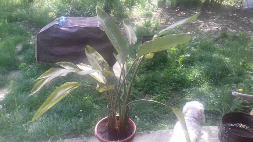 5 Strelizia reginae 100 lei - De vanzare