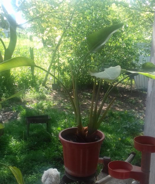 7 Strelizia reginae 80 lei - De vanzare