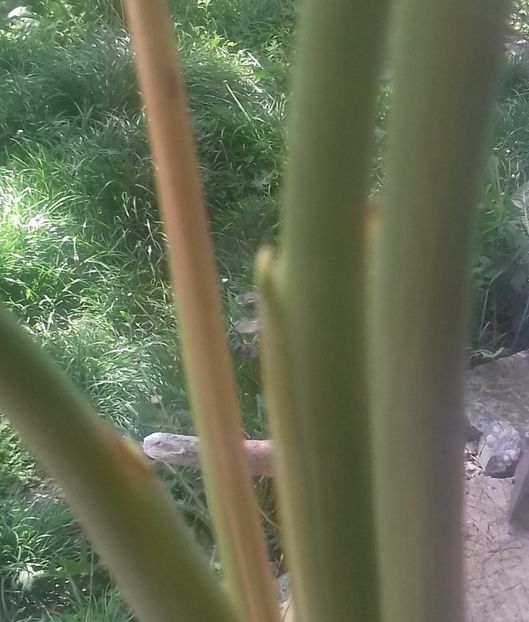 8 Strelizia reginae 80 lei - De vanzare