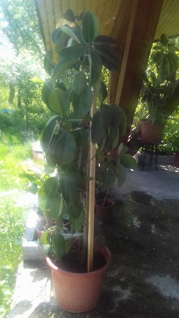 11 Ficus obisnuit 200 lei - De vanzare