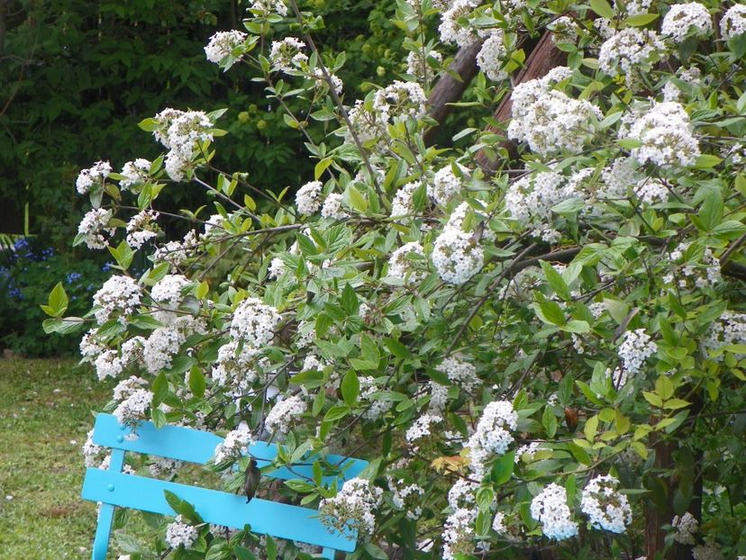 3 mai (41) - Copacei si arbusti 2019