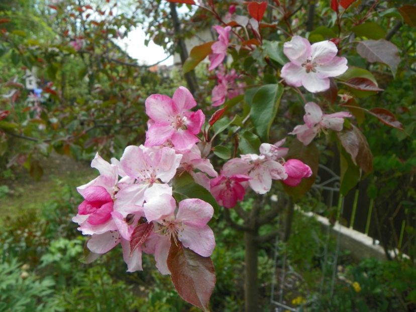 3 mai (51) - Copacei si arbusti 2019