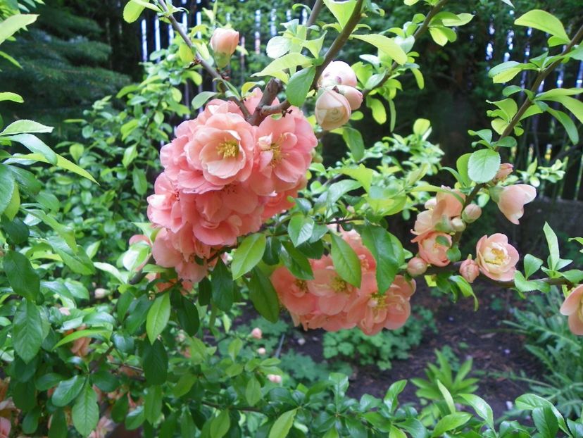 3 mai (54) - Copacei si arbusti 2019