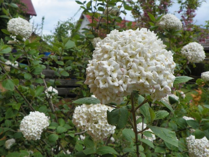3 mai (57) - Copacei si arbusti 2019