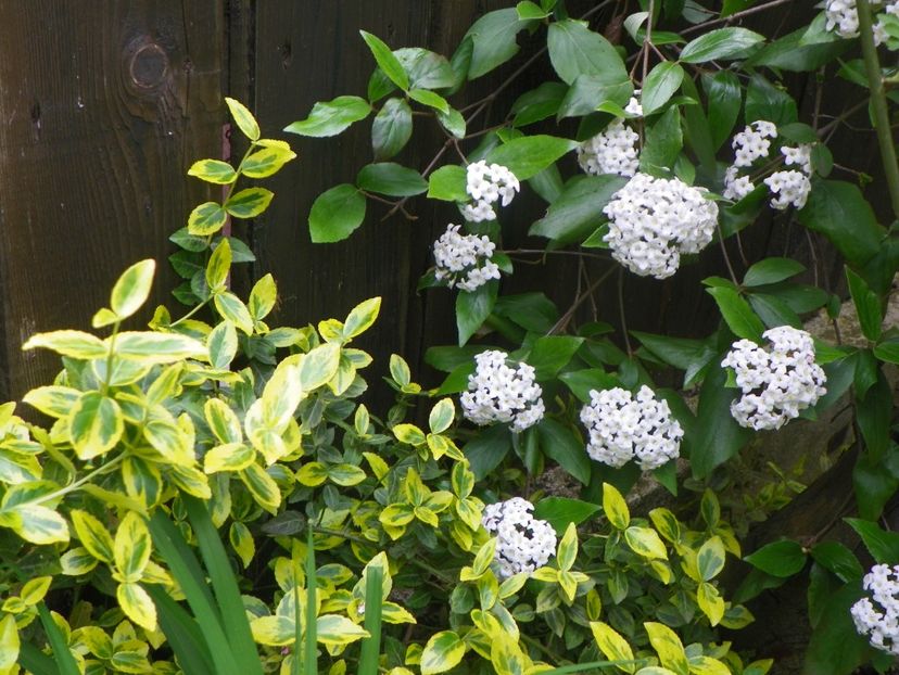 3 mai (71) - Copacei si arbusti 2019