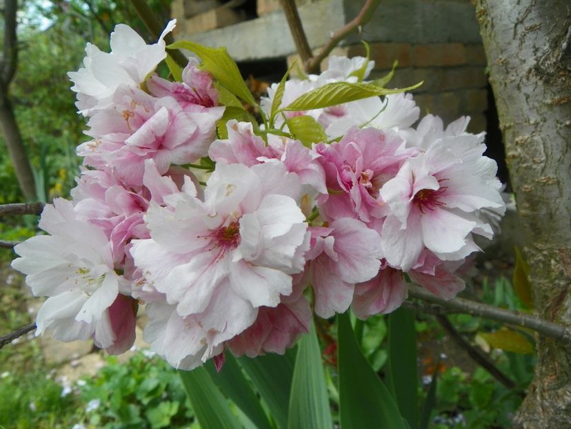 3 mai (74) - Copacei si arbusti 2019