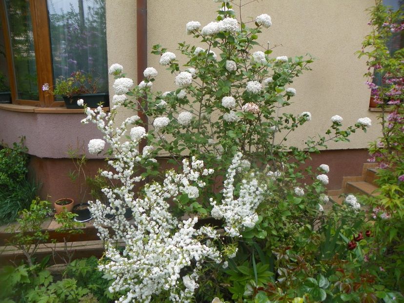 3 mai (23) - Gradina 2019