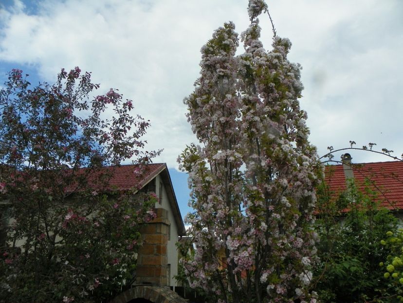 3 mai (75) - Copacei si arbusti 2019