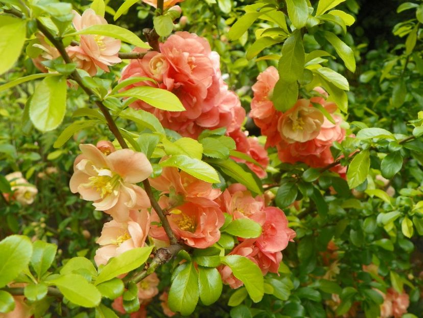 3 mai (81) - Copacei si arbusti 2019