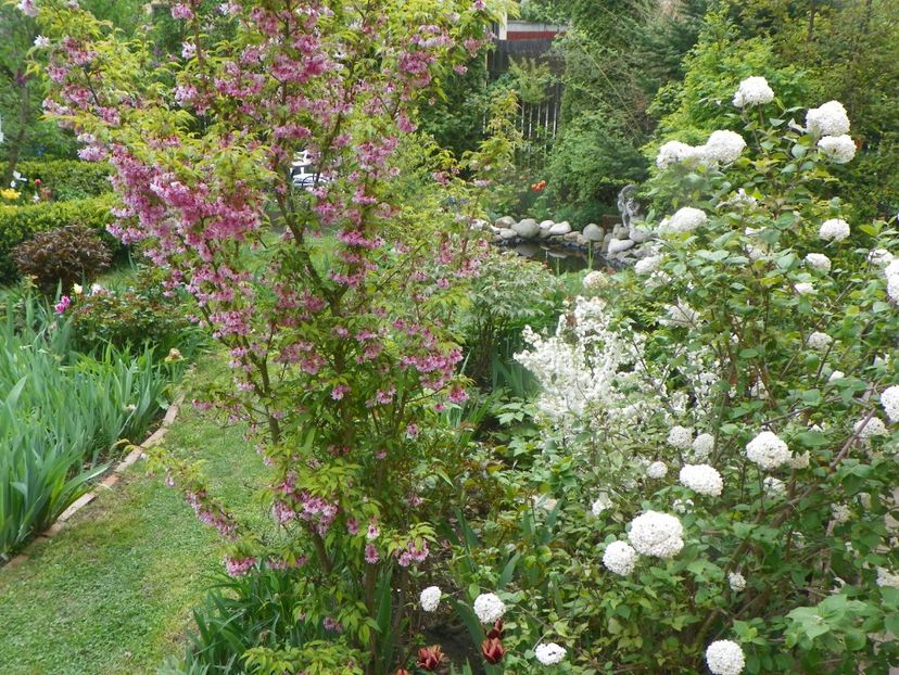 3 mai (59) - Gradina 2019