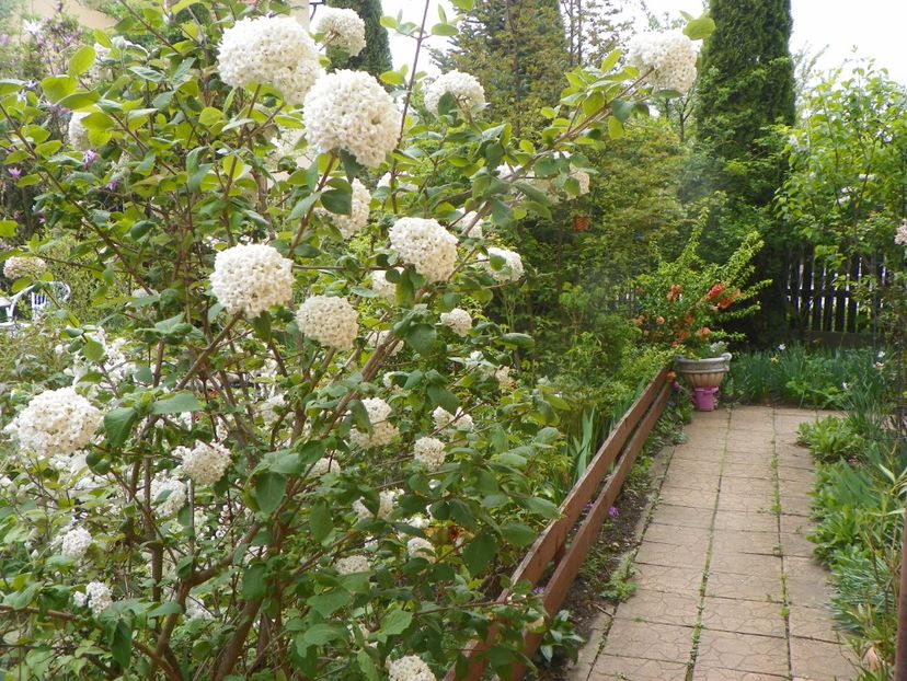 3 mai (61) - Gradina 2019