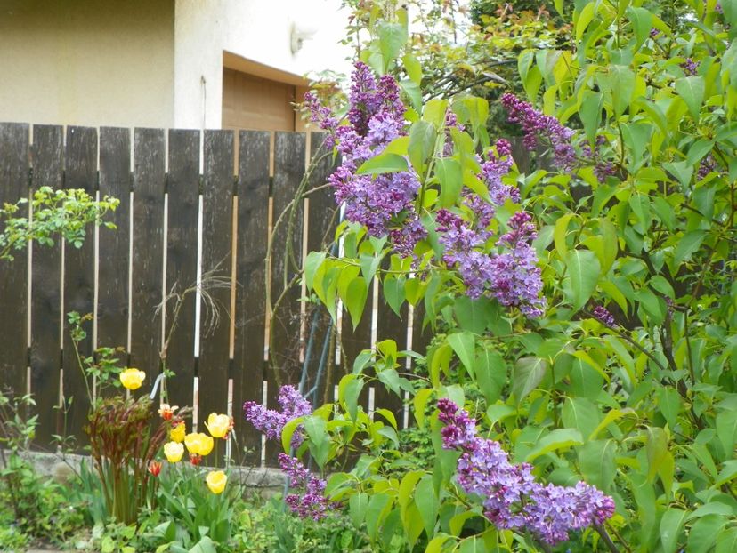 3 mai (66) - Gradina 2019