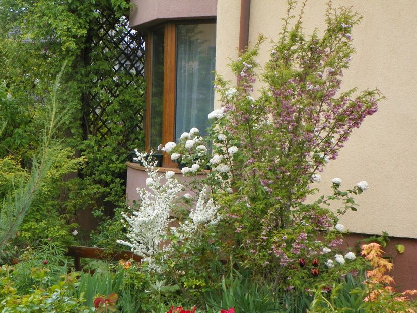 3 mai (76) - Gradina 2019