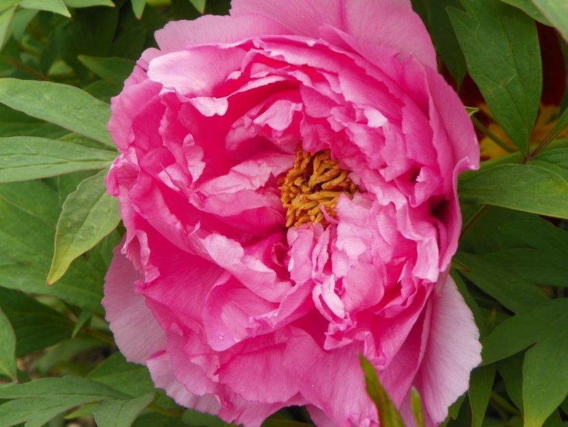 Yin Hong Qiao Dui - Bujori arbustivi si itoh 2019