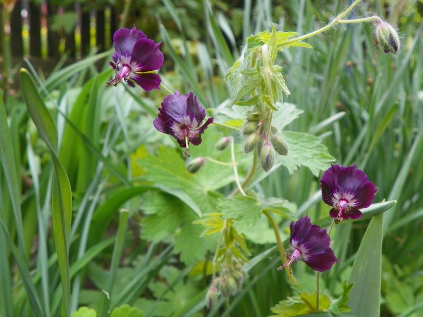 geranium phaeum - Geranium 2019