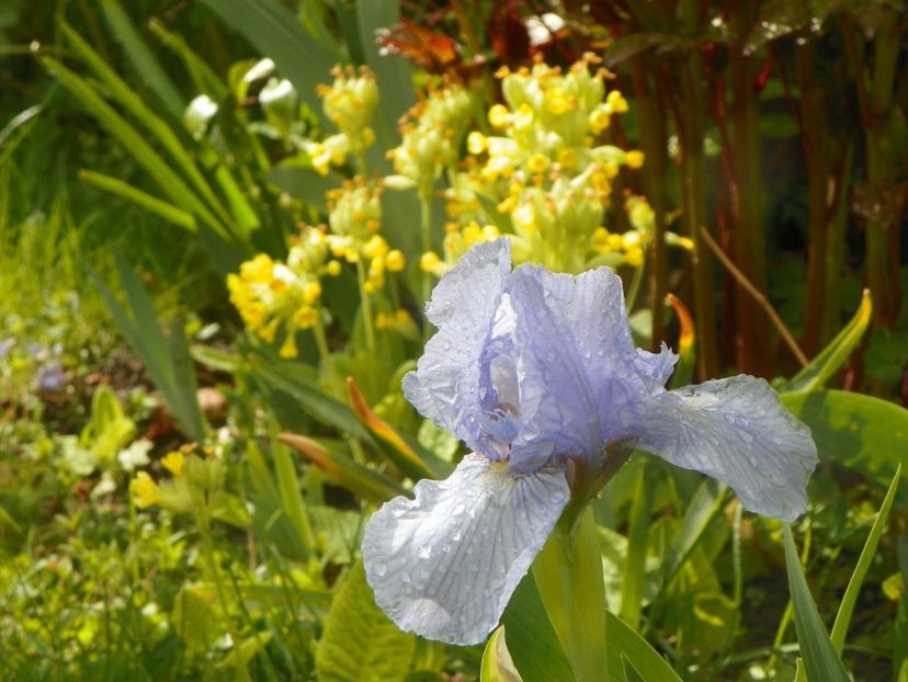 3 mai (11) - Irisi 2019