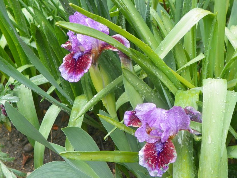 3 mai (21) - Irisi 2019