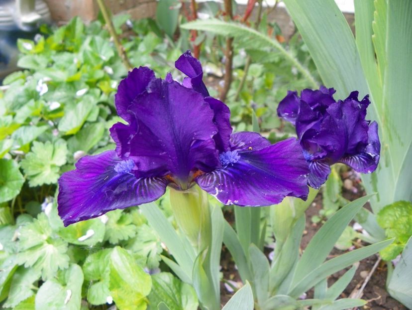 3 mai (49) - Irisi 2019