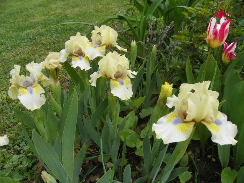 3 mai (79) - Irisi 2019