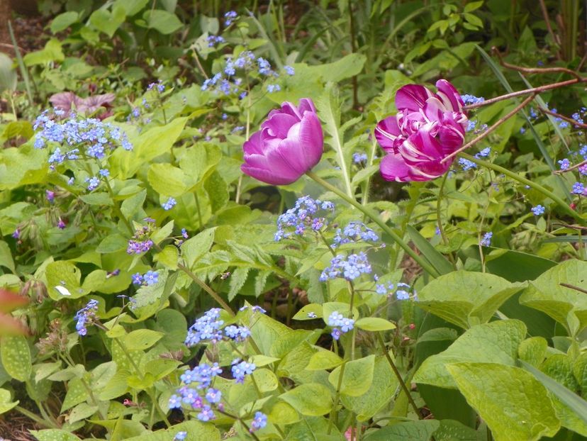 3 mai (31) - Primavara 2019