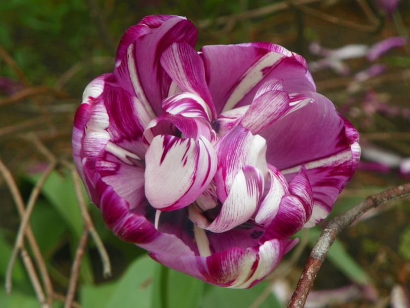 3 mai (33) - Primavara 2019