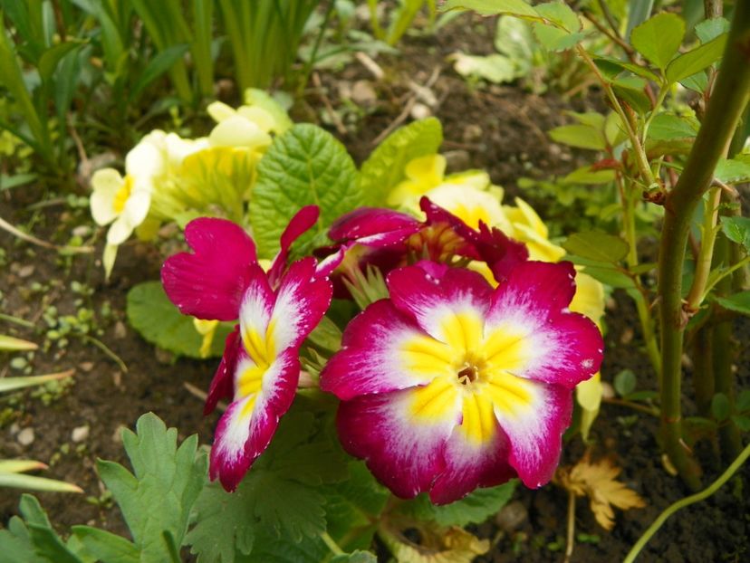 3 mai (42) - Primavara 2019