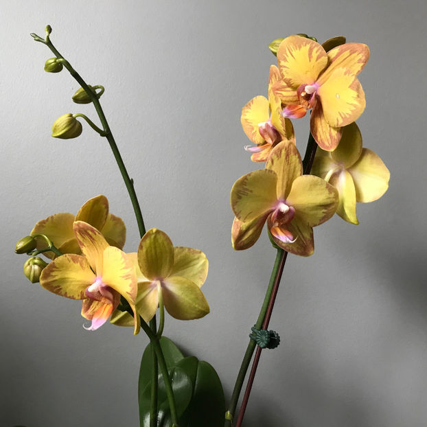  - Plante de interior 2019