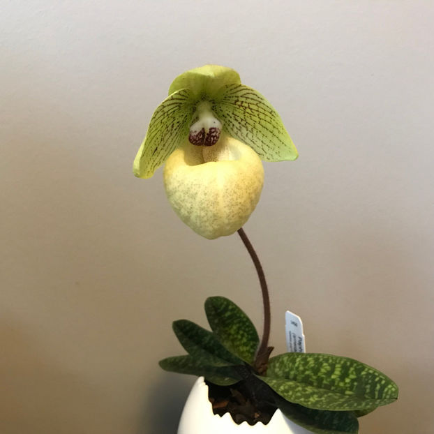  - Plante de interior 2019