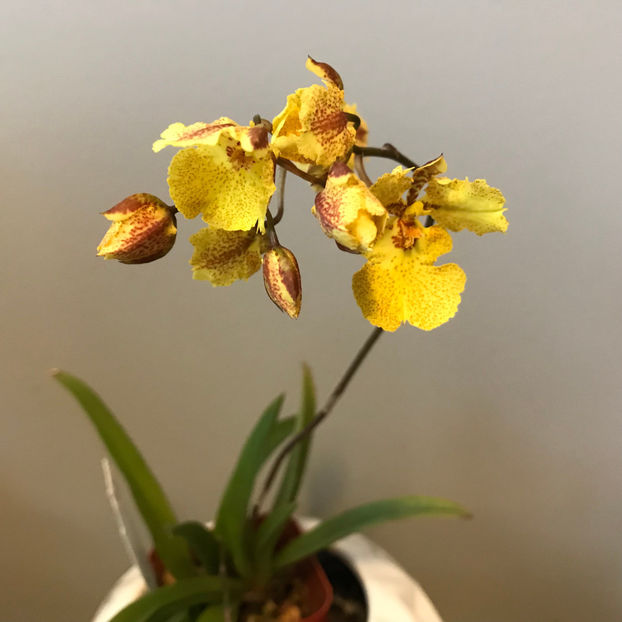  - Plante de interior 2019