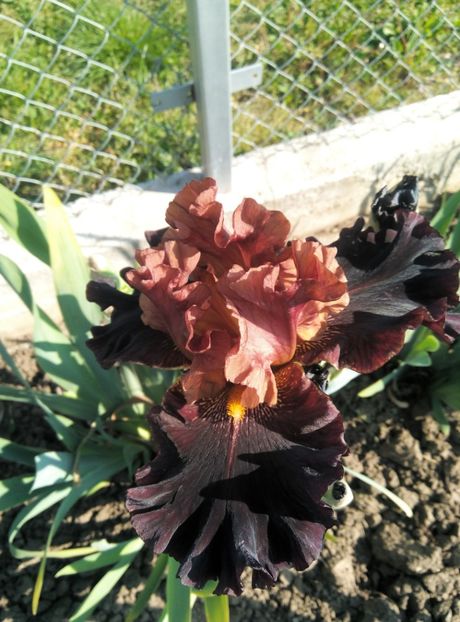  - diverse flori 2019