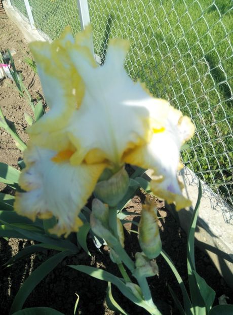  - diverse flori 2019