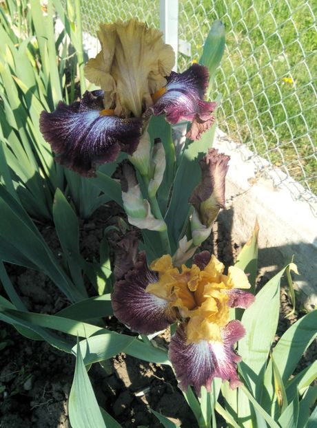  - diverse flori 2019