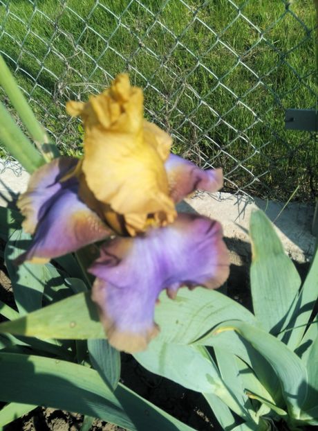  - diverse flori 2019