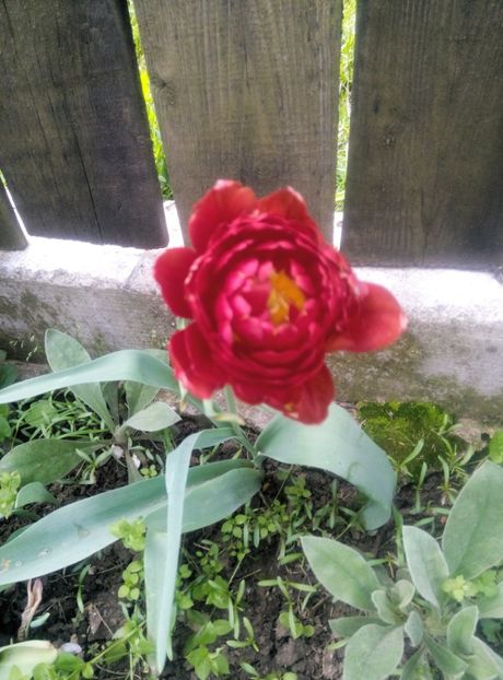  - diverse flori 2019