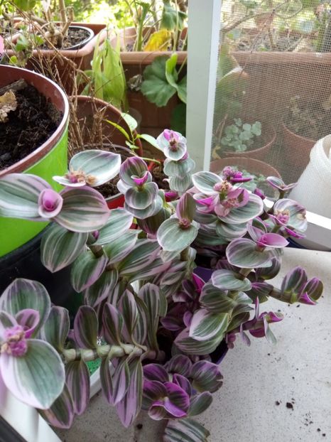 tradescantia - aprilie 2019