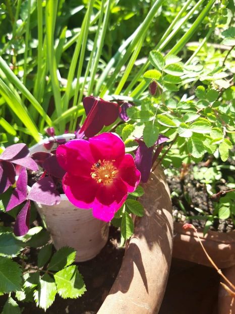  - Gradina mea 2019