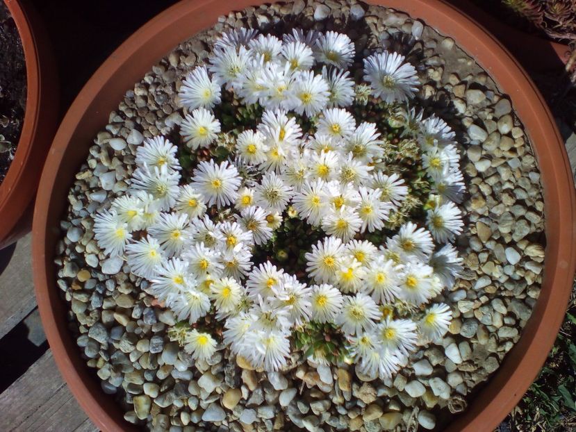  - curtea cu toate cele 2019