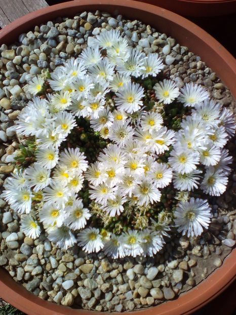  - curtea cu toate cele 2019