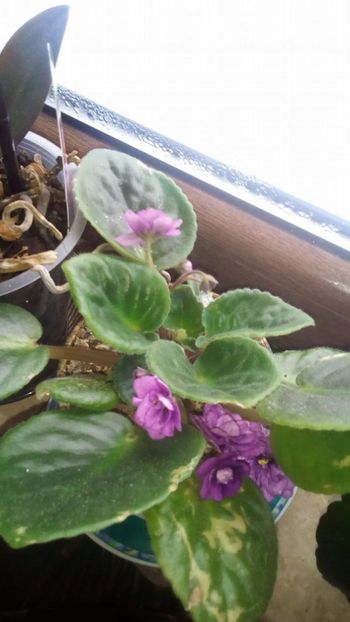 Decembrie 2018 - ZZZ Necunoscut y out of collection