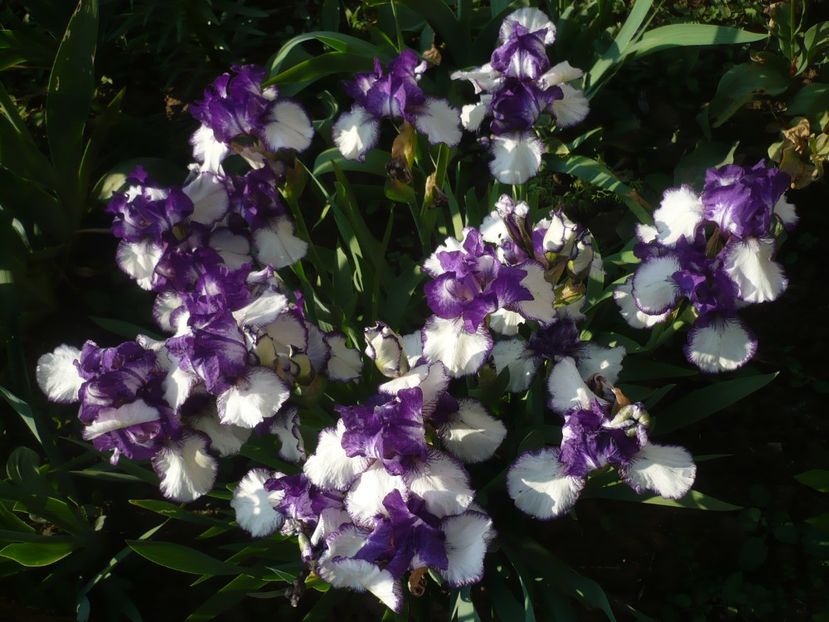 03.05.2019 - GRADINA 2019