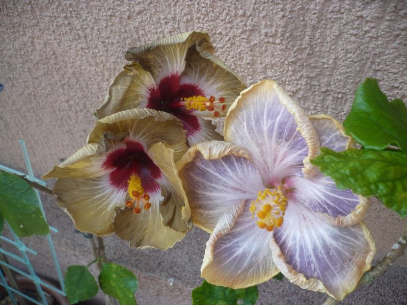 P1400948 - HIBISCUSI 2019-1