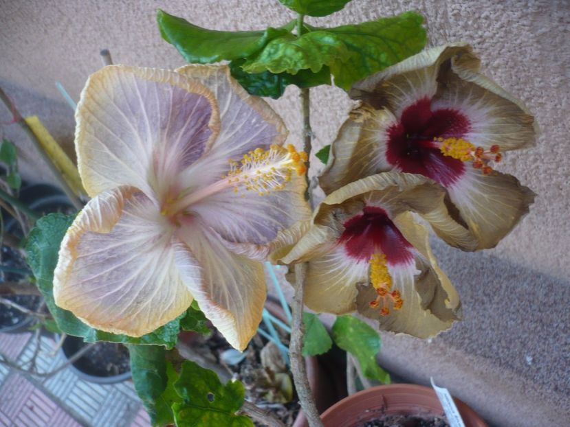 P1400949 - HIBISCUSI 2019-1