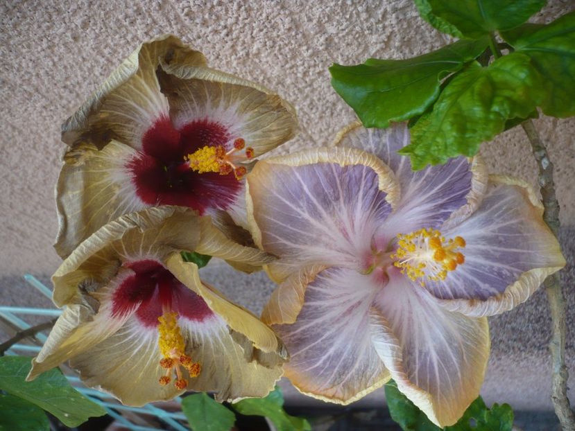 P1400950 - HIBISCUSI 2019-1